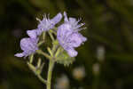 Prairie phacelia